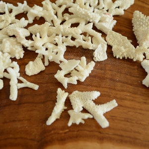 May include: A collection of white coral pieces of various shapes and sizes, scattered on a wooden surface.