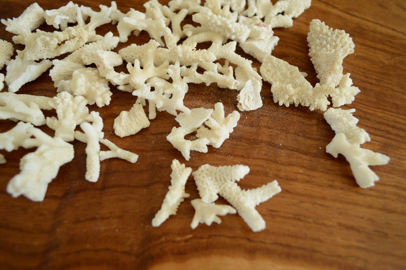 May include: A collection of white coral pieces of various shapes and sizes, scattered on a wooden surface.
