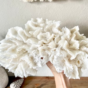 100% Genuine Sea Fossil LETTUCE CORAL Up to 14&quot; Ocean Reef Aquarium Coastal Beach White Natural Décor Nautical Organic Irregular Shapes