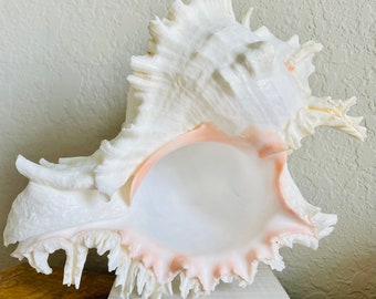 HUGE XL Murex Ramosus Shell 8-9" Real Natural Seashell Pink White Planter Beach Nautical Décor Table Display Spikey