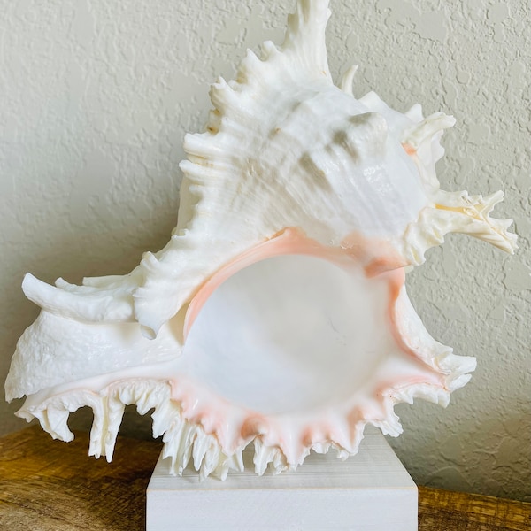 HUGE XL Murex Ramosus Shell 8-9" Real Natural Seashell Pink White Planter Beach Nautical Décor Table Display Spikey