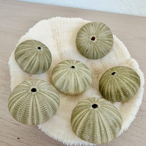 May include: Five pale green sea urchin shells with radial patterns and a central circular opening, arranged on top of a large, flat, off-white circular piece of coral with a textured, fan-like surface structure.
