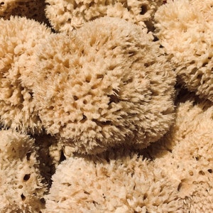 8-10&quot; XL Natural Sea Sponges Brown Beach Coastal Home Décor Painting Craft Sponge, not a bath sponge