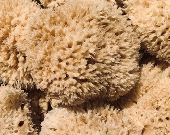 8-10" XL Natural Sea Sponges Brown Beach Coastal Home Décor Painting Craft Sponge, not a bath sponge