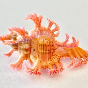 May include: A pink and orange seashell with a unique, intricate, and delicate design. The shell has a frilly, lacy texture and a spiral shape.