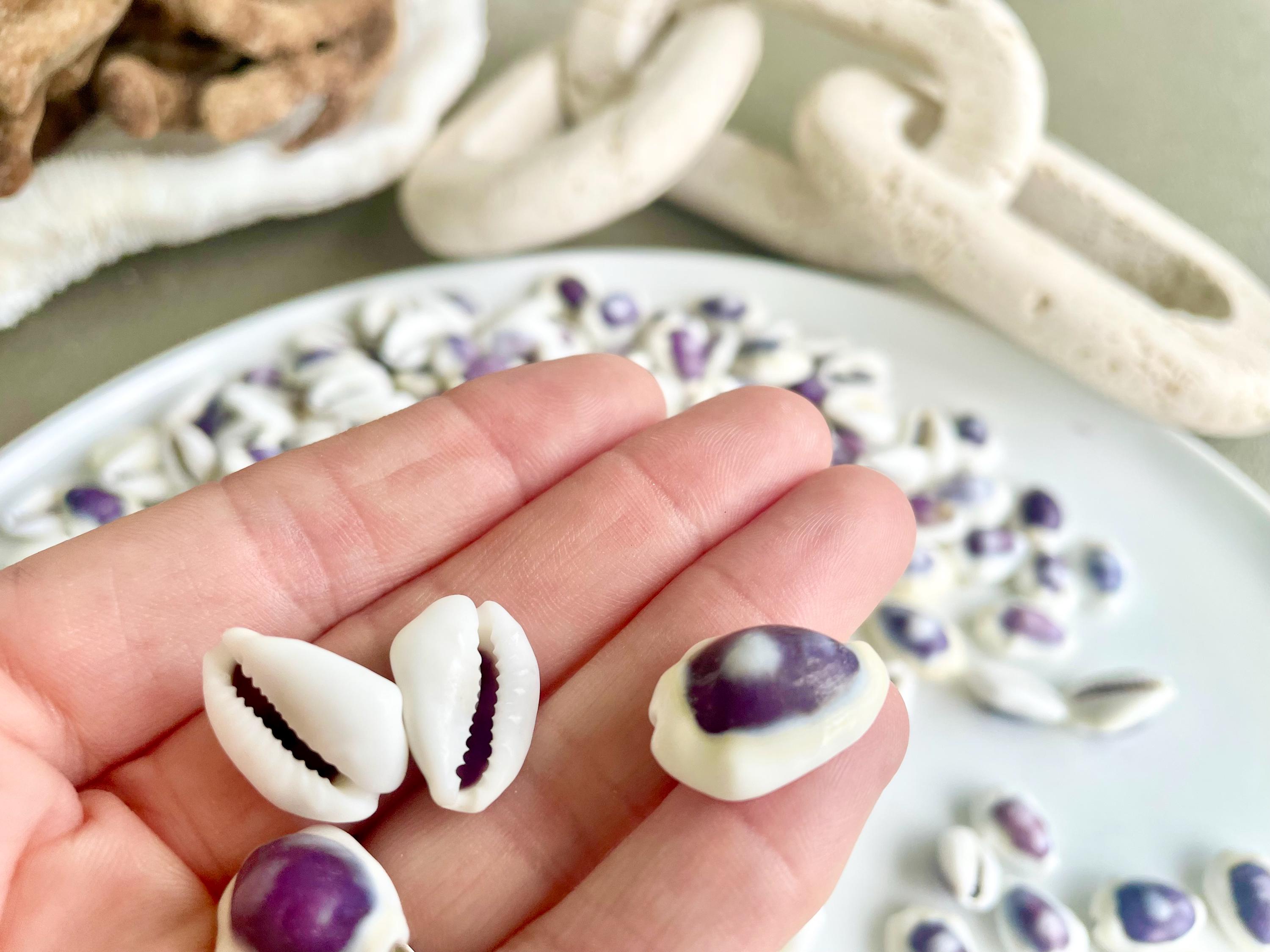 Purple Ringed Top Shell Purple Top Money Cowrie Shells *you Choose Quantity* .5-1