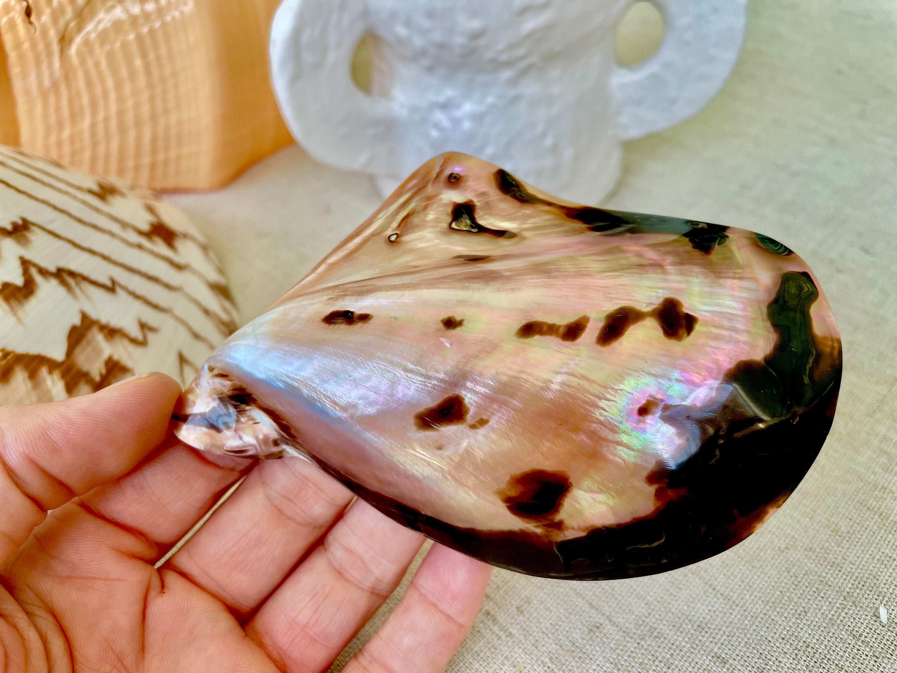 Brown Lip Mother of Pearl Polished Oyster Shell, 4-5