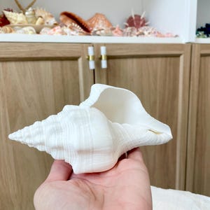 K&ouml;nnte beinhalten: Eine gro&szlig;e, wei&szlig;e Muschelschale mit spiralf&ouml;rmiger Form und strukturierter Oberfl&auml;che. Die Schale wird in einer Hand gehalten, um ihre Gr&ouml;&szlig;e und komplizierten Details zu zeigen. Der Hintergrund zeigt einen Holzschrank und eine Ausstellung verschiedener Muscheln.