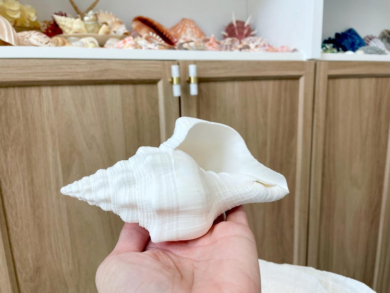 K&ouml;nnte beinhalten: Eine gro&szlig;e, wei&szlig;e Muschelschale mit spiralf&ouml;rmiger Form und strukturierter Oberfl&auml;che. Die Schale wird in einer Hand gehalten, um ihre Gr&ouml;&szlig;e und komplizierten Details zu zeigen. Der Hintergrund zeigt einen Holzschrank und eine Ausstellung verschiedener Muscheln.
