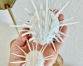 Könnte beinhalten: Zwei weiße Muscheln mit stacheligen Vorsprüngen werden in einer Hand gehalten. Die Muscheln haben ein radiales Design und sind unterschiedlich groß. Der Hintergrund ist neutral gefärbt, mit einem Hauch von getrocknetem Palmblatt.
