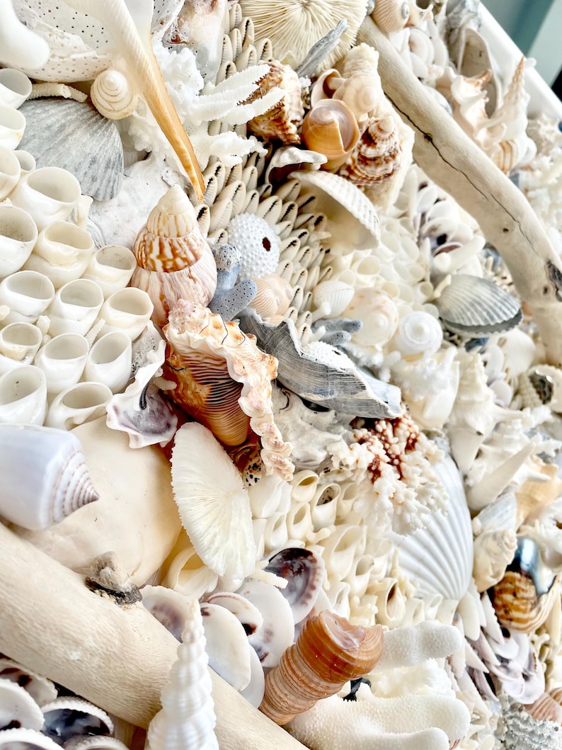 Shells Wall Design Handmade Coastal Shell Wall Art -natural Driftwood & Shells, Blue White ...