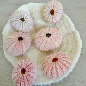 May include: A collection of five pale pink sea urchin shells arranged on top of a large, circular, off-white textured coral piece. Each urchin shell features a radial pattern of small bumps and a central opening at the top.