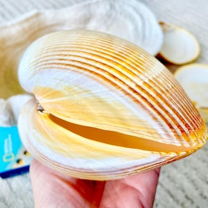 May include: A large, open seashell with a cream, yellow, and brown striped pattern. The shell is held in a hand, with other shell fragments and a small blue box in the background. The shell's interior is a warm yellow.