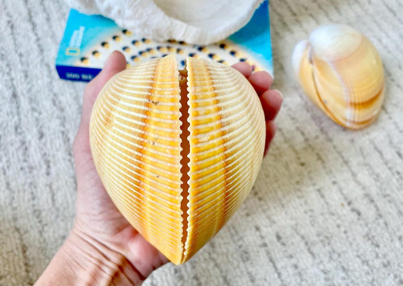 Giant Yellow Cockle Shell Pair: 4-5" Heart-shaped Craft Seashell - Etsy