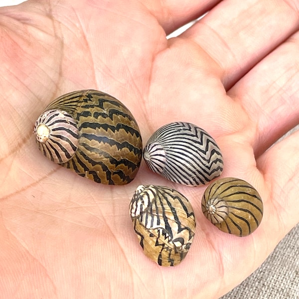 Premium Zig Zag Nerite Seashells Striped 1/2"-3/4" YOU PICK QUANTITY Black Brown Small Craft Coastal Beach Home Décor Sea Shells