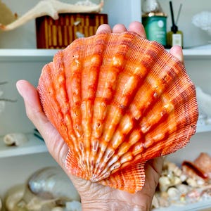 May include: A vibrant orange scallop shell with a fan-shaped silhouette and prominent vertical ridges radiating from the base. The shell features a glossy texture with deep red and burnt orange color variations across its textured surface.