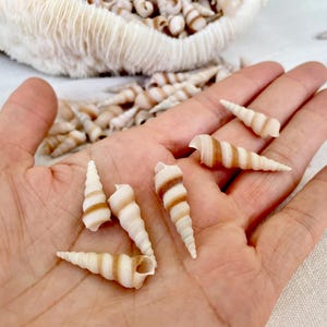 May include: A collection of small, spiral-shaped seashells with alternating bands of cream and brown. Several shells are held in a hand, with more shells visible in the background. The shells are approximately 1 to 2 inches in length.
