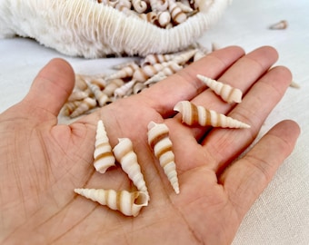 TINY TURRITELLA SHELLS Unicorn Horn .75-1.25" *You Choose Quantity* Craft Seashells Purple Beige