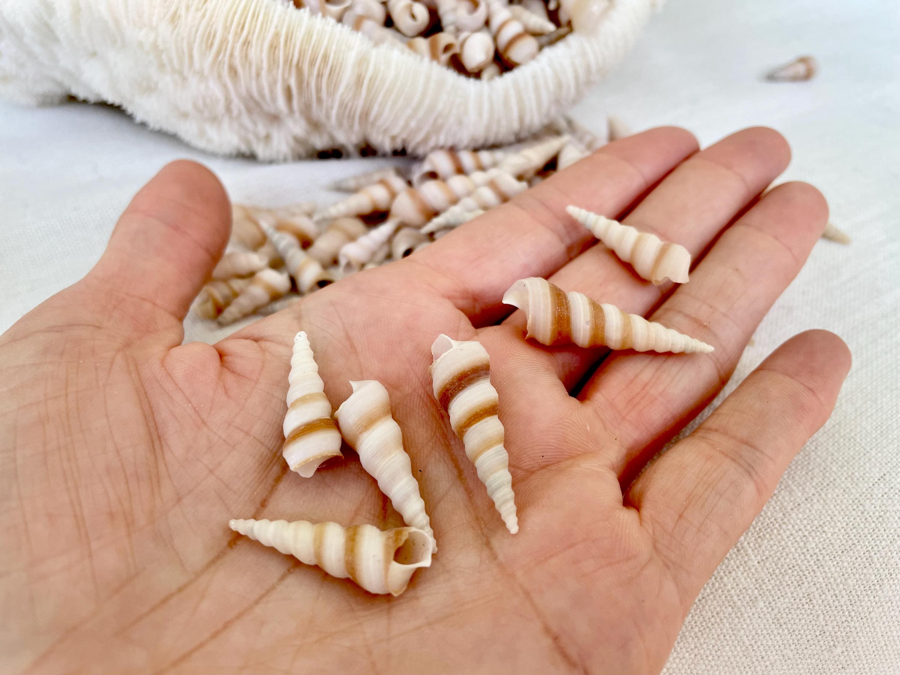 TINY TURRITELLA SHELLS Unicorn Horn .75-1.25