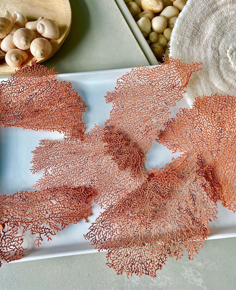 May include: Several pieces of coral-like, reddish-orange decorative elements are arranged on a white rectangular tray. The intricate, branching structures resemble sea fans. Other coastal decor items, including seashells and white stones, are visible in the background.