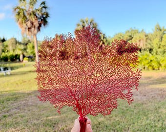 May include: A vibrant red sea fan coral specimen featuring a delicate, intricate, and branching network structure. The fan-shaped organism displays a dense, web-like pattern of thin, interconnected stems that radiate outward from a central base.