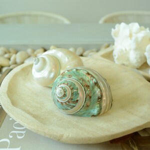 May include: Two seashells, one white and one green with brown swirls, are displayed on a wooden serving tray. The tray is on top of a book with the word "Pacific" visible.