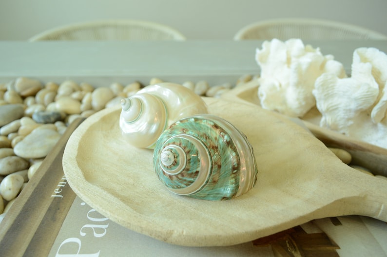 May include: Two seashells, one white and one green with brown swirls, are displayed on a wooden serving tray. The tray is on top of a book with the word "Pacific" visible.