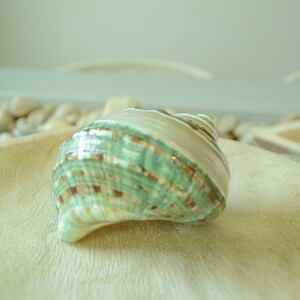May include: A green, brown, and white seashell with a swirl pattern. The shell is sitting on a wooden surface.