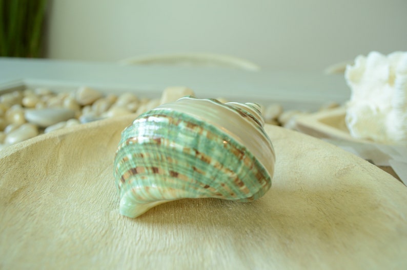 May include: A green, brown, and white seashell with a swirl pattern. The shell is sitting on a wooden surface.