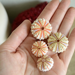 REAL From the Ocean! All Sizes, Bright Colorful Rare Deep Water Sea Urchins Shells Beach Coastal Décor Crafts Coelopleurus Mailardii
