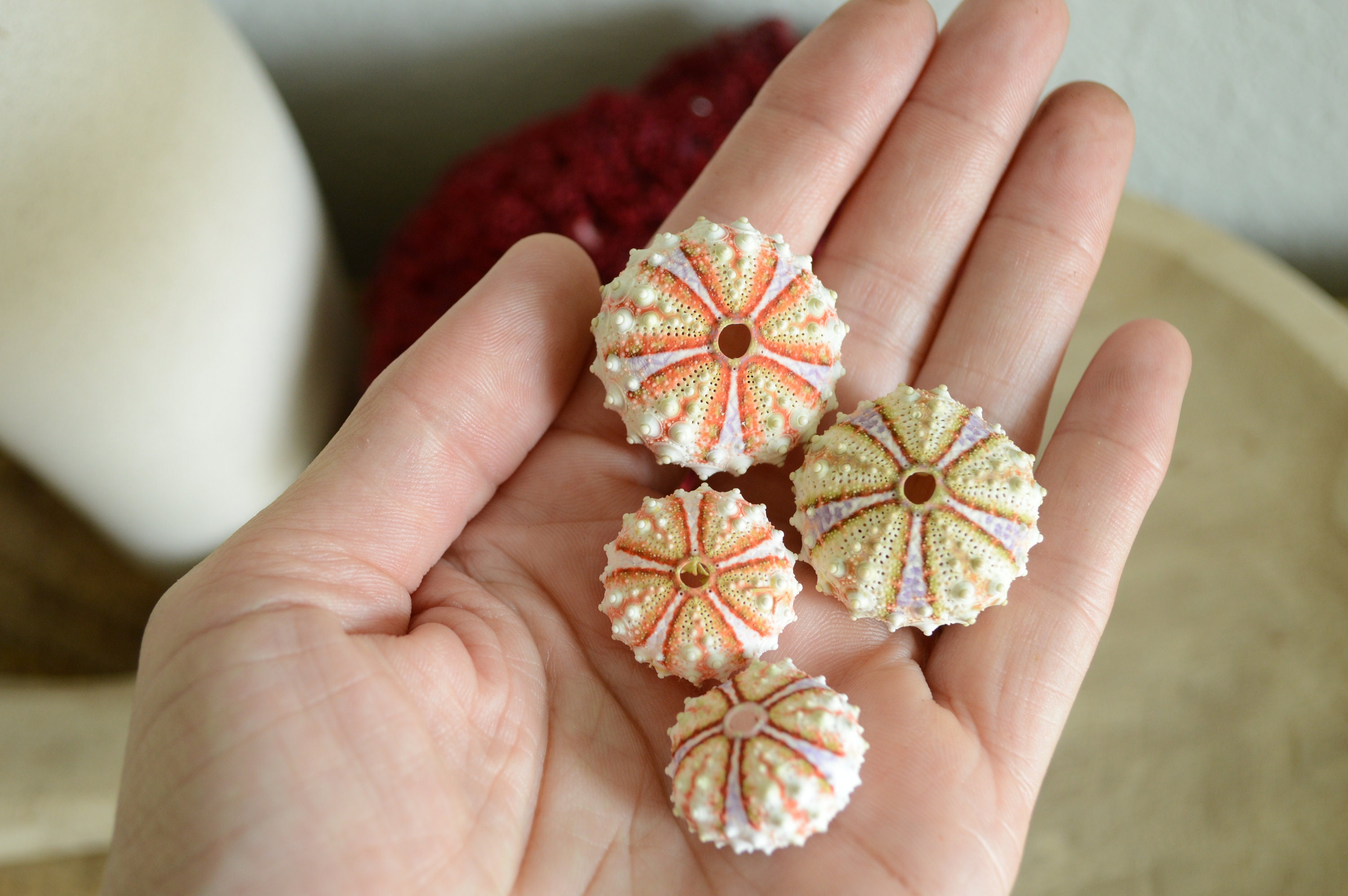 REAL From the Ocean! All Sizes, Bright Colorful Rare Deep Water Sea Urchins Shells Beach Coastal Décor Crafts Coelopleurus Mailardii