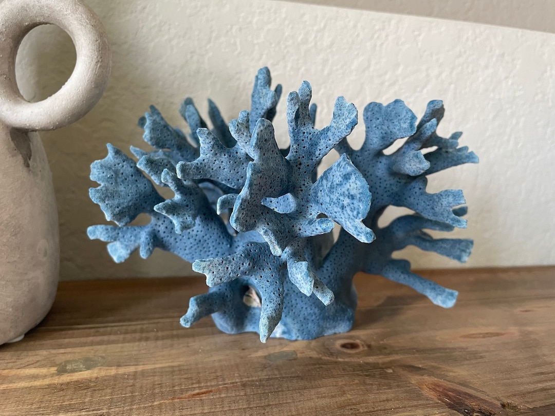 BLUE RIDGE Coral *all Sizes* Authentic Natural Real Sea Fossil