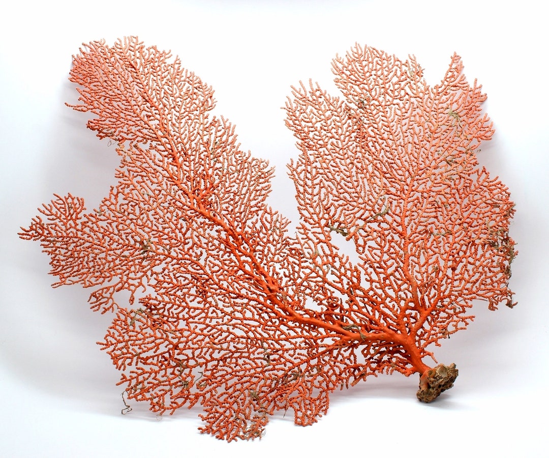 REAL Natural Dried Sea Fans 618 Coral Colored Beach Coastal Décor You