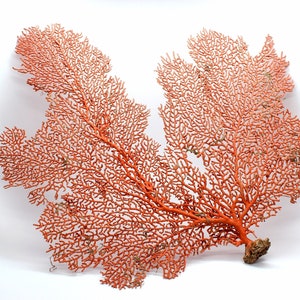 100% REAL Dried Ocean Sea Fans 7-25&quot; You PICK SIZE Natural Coral Color Beach Coastal Décor Free Shipping
