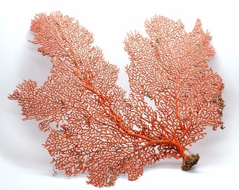 100% REAL Dried Ocean Sea Fans 5-18" You PICK SIZE Natural Coral Color Beach Coastal Décor Free Shipping