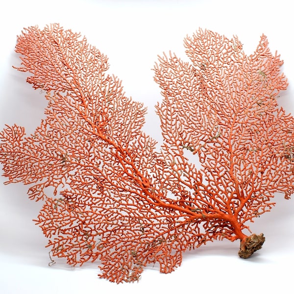 100% REAL Dried Ocean Sea Fans 5-18" You PICK SIZE Natural Coral Color Beach Coastal Décor Free Shipping