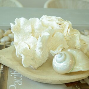 De Rasa Shells DERASA CLAM SHELLS Open Matching Pair *all Sizes* Natural Colored White ...