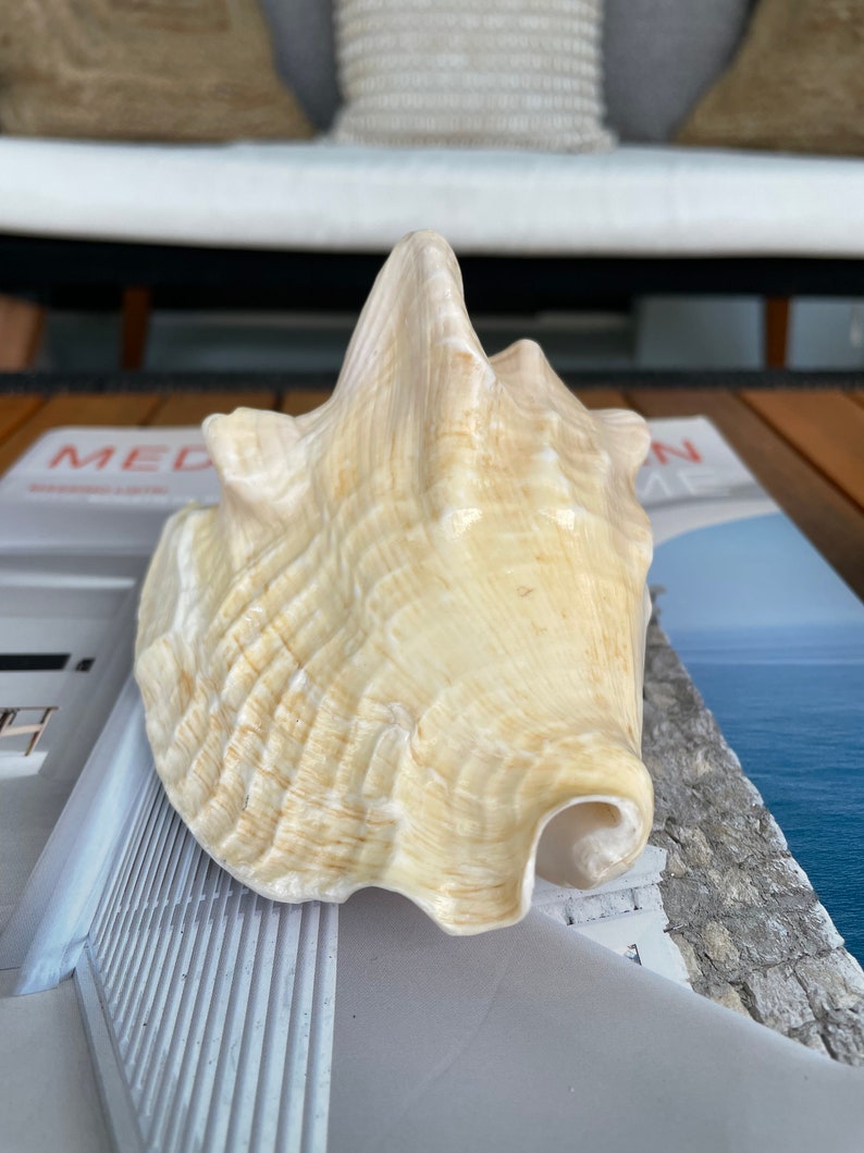 100% Natural Florida Keys Peach Beige Milk Conch 5-6 Planter Beach Nautical Décor Display Shell image 5