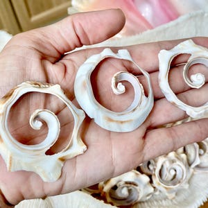 May include: Three spiral-shaped seashells with cream and brown tones are held in a hand. The shells have a unique, open design, revealing the intricate spiral within. Additional shells are visible in the background, suggesting a collection or craft supply.