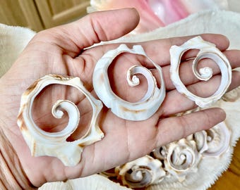 Spiral Whelk Shell Cut Slices 1"-4.5", *You Choose Size* Craft Seashells
