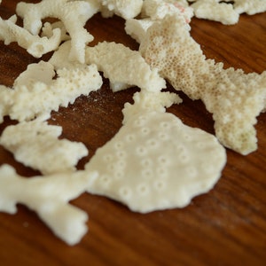 May include: A collection of white coral pieces on a brown wooden surface. The coral is various shapes and sizes, with some pieces having a more porous texture.