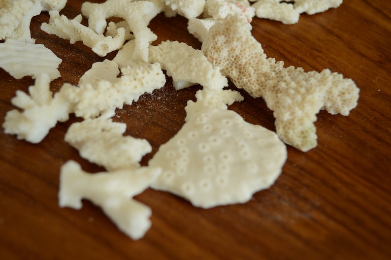 May include: A collection of white coral pieces on a brown wooden surface. The coral is various shapes and sizes, with some pieces having a more porous texture.
