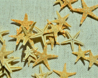 Premium Quality Starfish for Wedding Shell Crafts Odor Free 