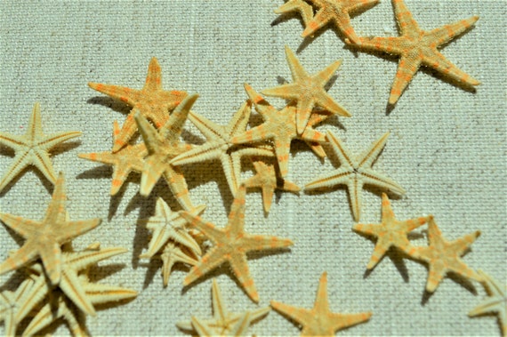 100 Tiny Real Star Fish Starfish .5-1.5 Dried Flat for Crafts & Coastal  Décor Orange Oriental Sugar 