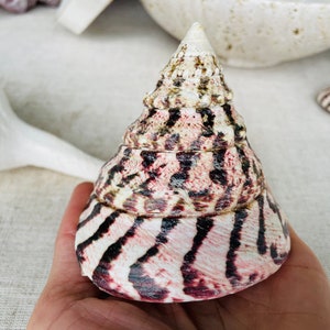 May include: A large, cone-shaped seashell with a spiral pattern of black and pink stripes. The shell is smooth and glossy.