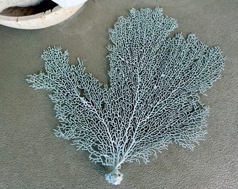 May include: A pale blue sea fan coral specimen featuring a delicate, intricate, and branching network structure that radiates outward from a single, solid, and textured base, displaying a natural, symmetrical, and fan-like organic form.