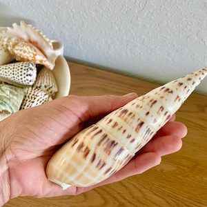 May include: A large, cream-colored seashell with brown markings is held in a hand. The shell is conical, with a pointed tip. Other seashells are in a white bowl in the background. The shells are a variety of shapes and colors.