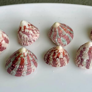 May include: Seven small seashells with a conical shape. The shells have a cream-colored base with red and white striped patterns. Some shells have hints of green and blue.