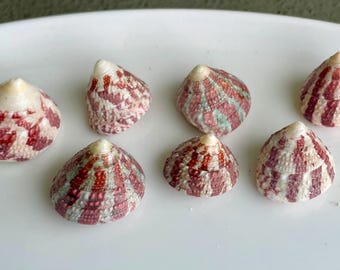 Trochus Radiatus Top Shells: 1/2 -1" Small Red Green Striped Craft Shells