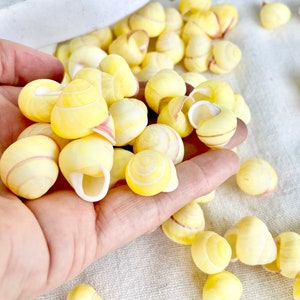 YELLOW Land Snail Seashells Small 3/4&quot; Beach Wedding Sailors Valentine Crafting Shell Bulk Coastal Home Décor